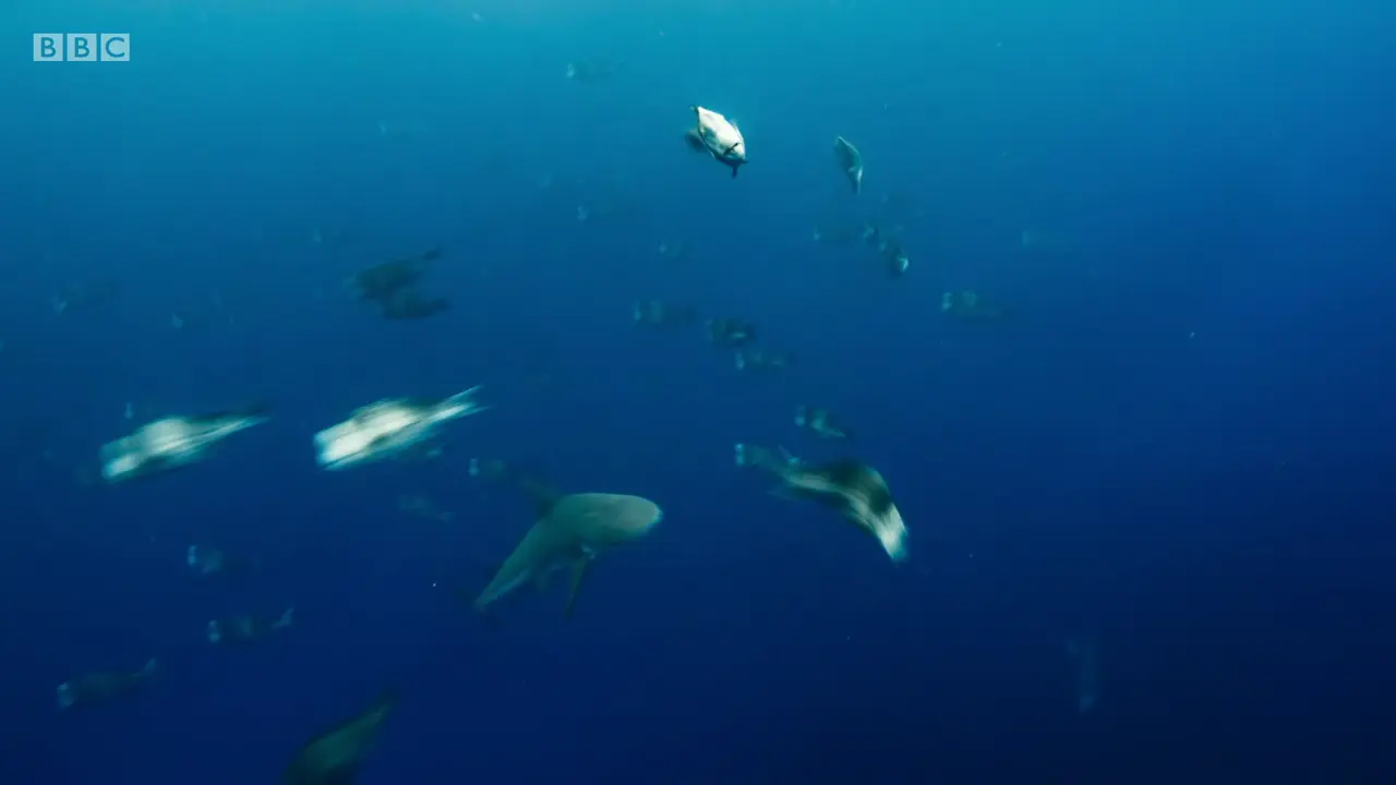 Bull shark (Carcharhinus leucas) as shown in The Mating Game - Oceans: Out of the Blue